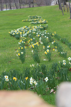 daffodills 2014 125.JPG