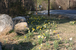 Dunbarton 4-19-09 (36).JPG