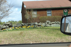 daffodills 2014 037.JPG