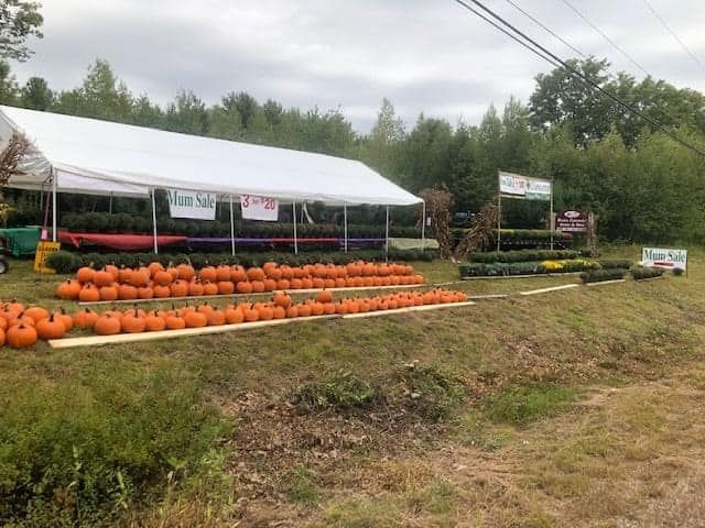 mums sale display
