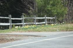 daffodills 2014 056.JPG