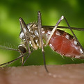 Aedes_triseriatus_image-credit-James-Gathany-2048x1400-3301411097.jpg