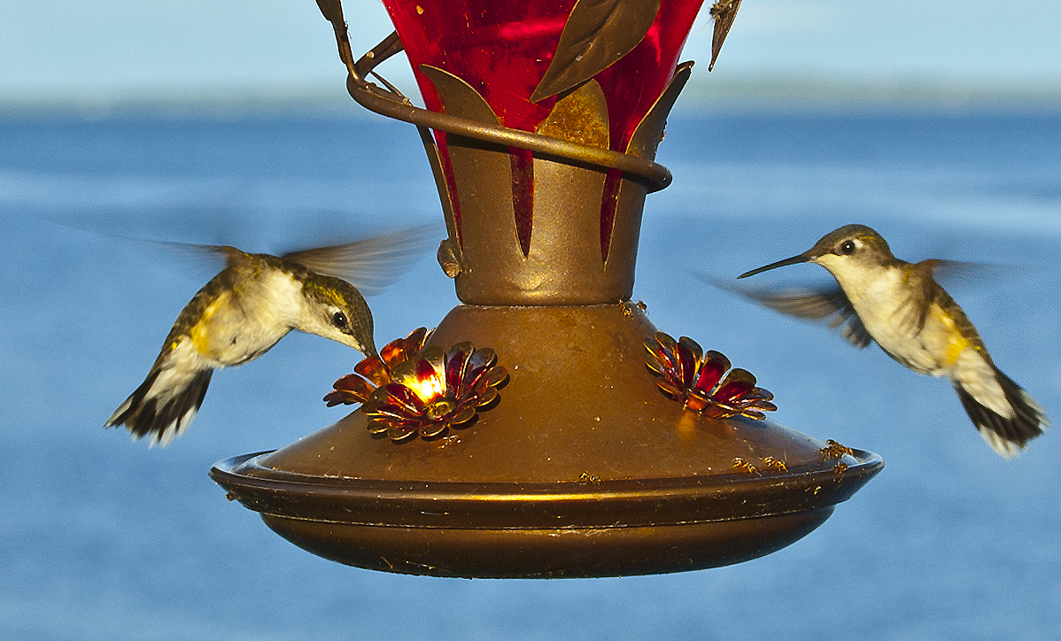 Attracting Hummingbirds