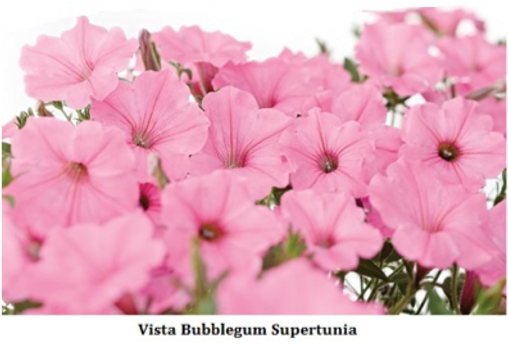 Ask A Gardener Petunias