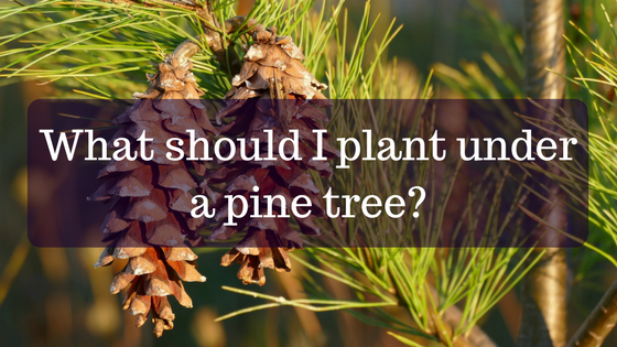Gardening Under Pine Trees
