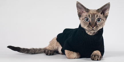 Cat in a Sweater Vest_edited.jpg
