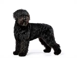 Standardowa / Atletyczna