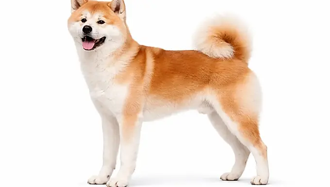 Standardowa / Atletyczna