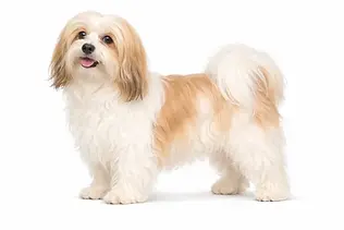 Standardowa / Atletyczna