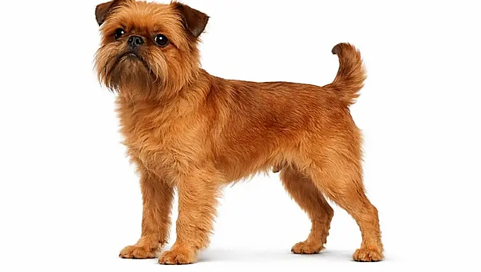 Krótka i kompaktowa (brachycefaliczna)