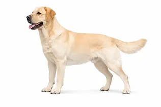 Szeroka / Baryłkowata