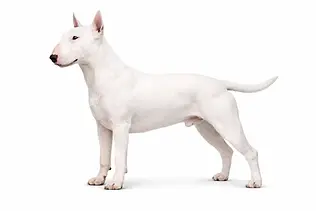 Szeroka / baryłkowata