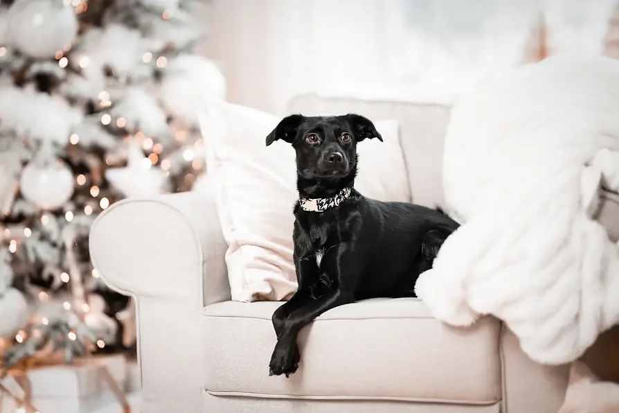 Pies w obroży Dogstojnie