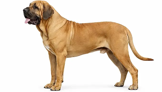 Szeroka / baryłkowata