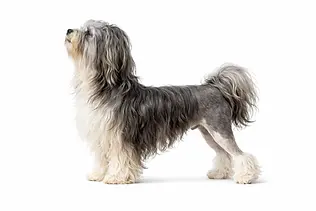 Standardowa / Atletyczna