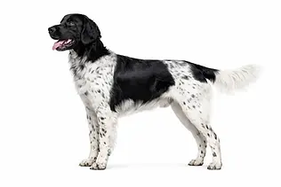 Standardowa / Atletyczna