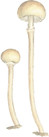 asdf_edited.png