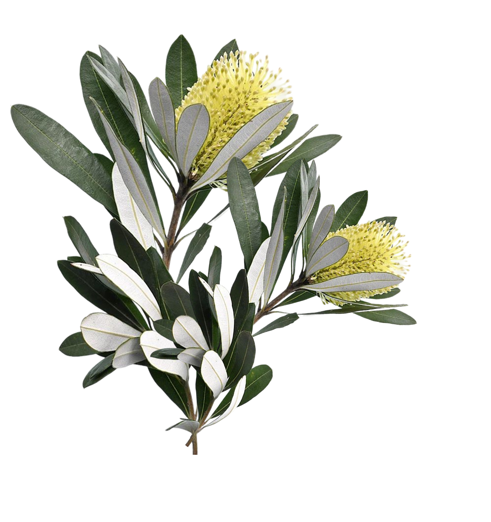 Native plant 3 (1).png