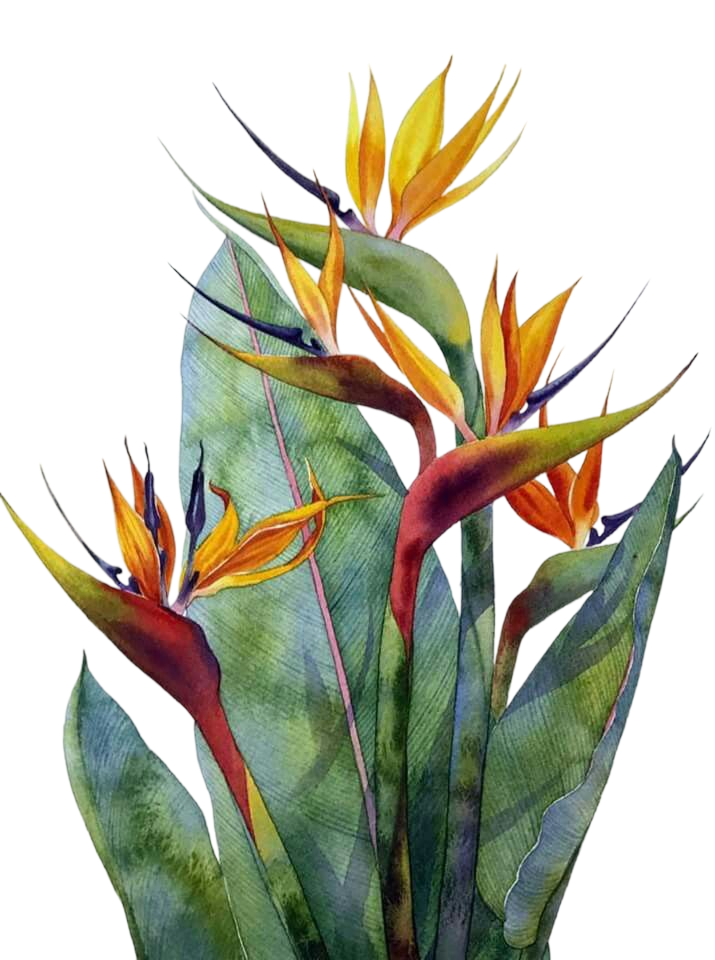 Native plant 1.png