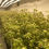 Thumbnail: Custom Cannabis Container Farms | Ohio