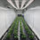 Thumbnail: Custom Cannabis Container Farms | Ohio