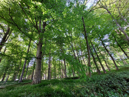 Entdecke deine Wurzeln: Wie ein Genogramm dir zu mehr Klarheit und Heilung verhilft