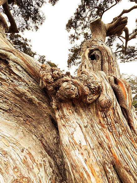 Aritist-bio-section-tree.jpg