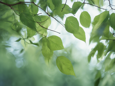 Discover Wellness: Essential Breathing Techniques