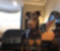 QuickBrace Dog Ear Posting Ear Stance