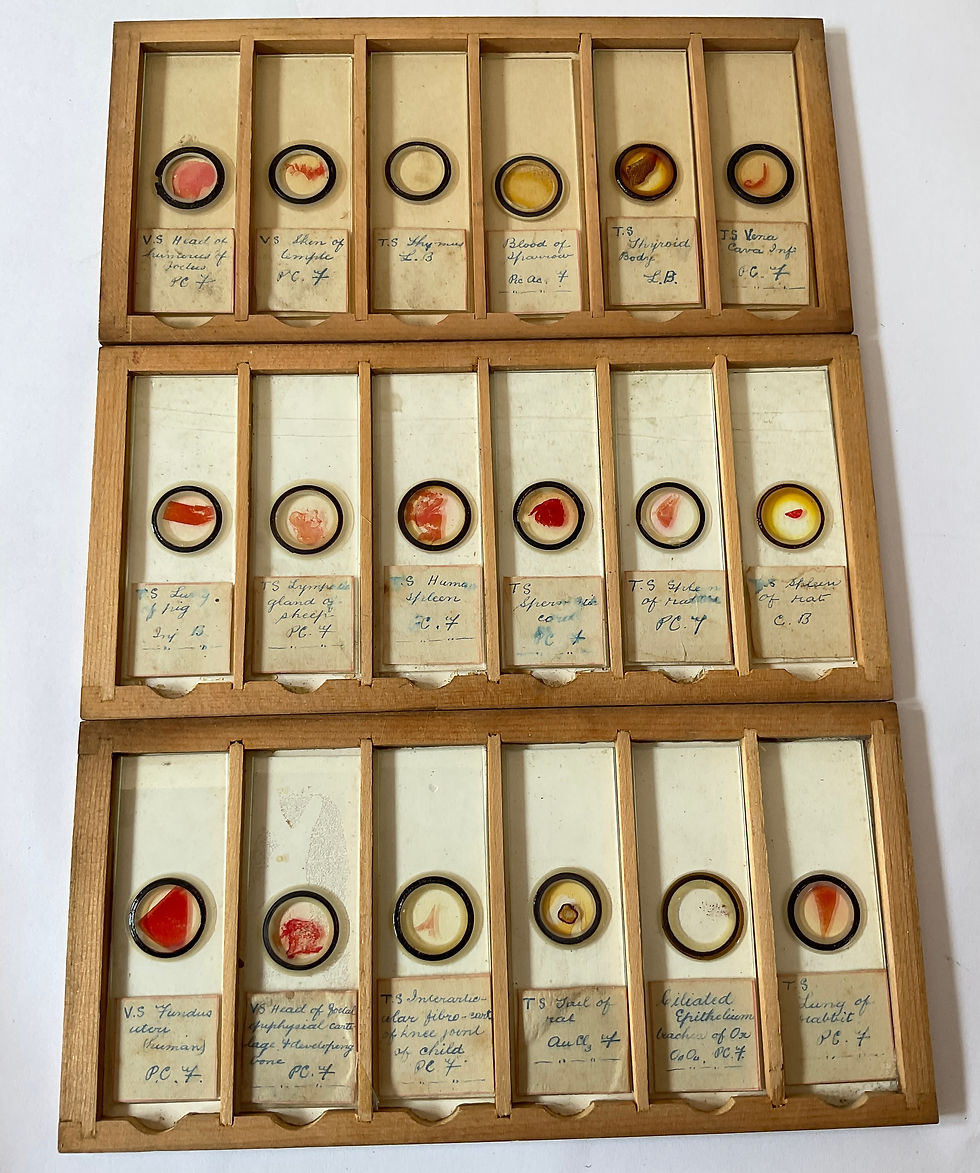 Microscope slides