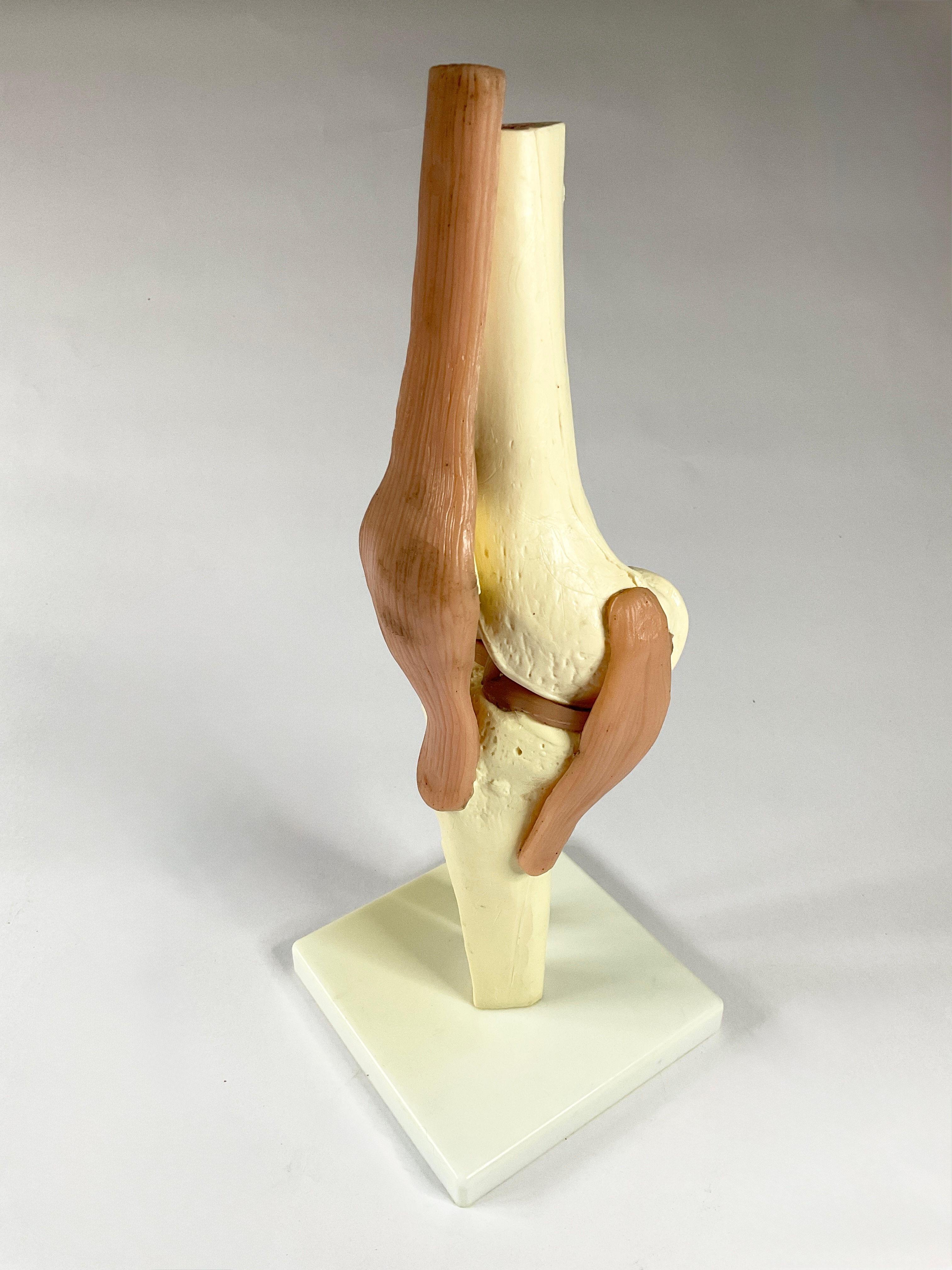 Anatomical knee model