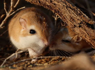 Screenshot 2023-04-11 at 2.03.55 PM.png