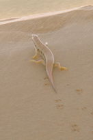 Screenshot 2023-06-05 at 11.24.11 AM.png