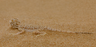 Screenshot 2023-06-05 at 10.55.49 AM.png