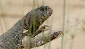 Screenshot 2023-06-05 at 10.54.12 AM.png