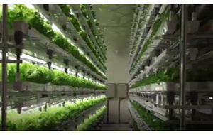 Vertical farming and growing your meat not killing animals
