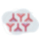 Immunoglobulins (IgG IgM IgA)