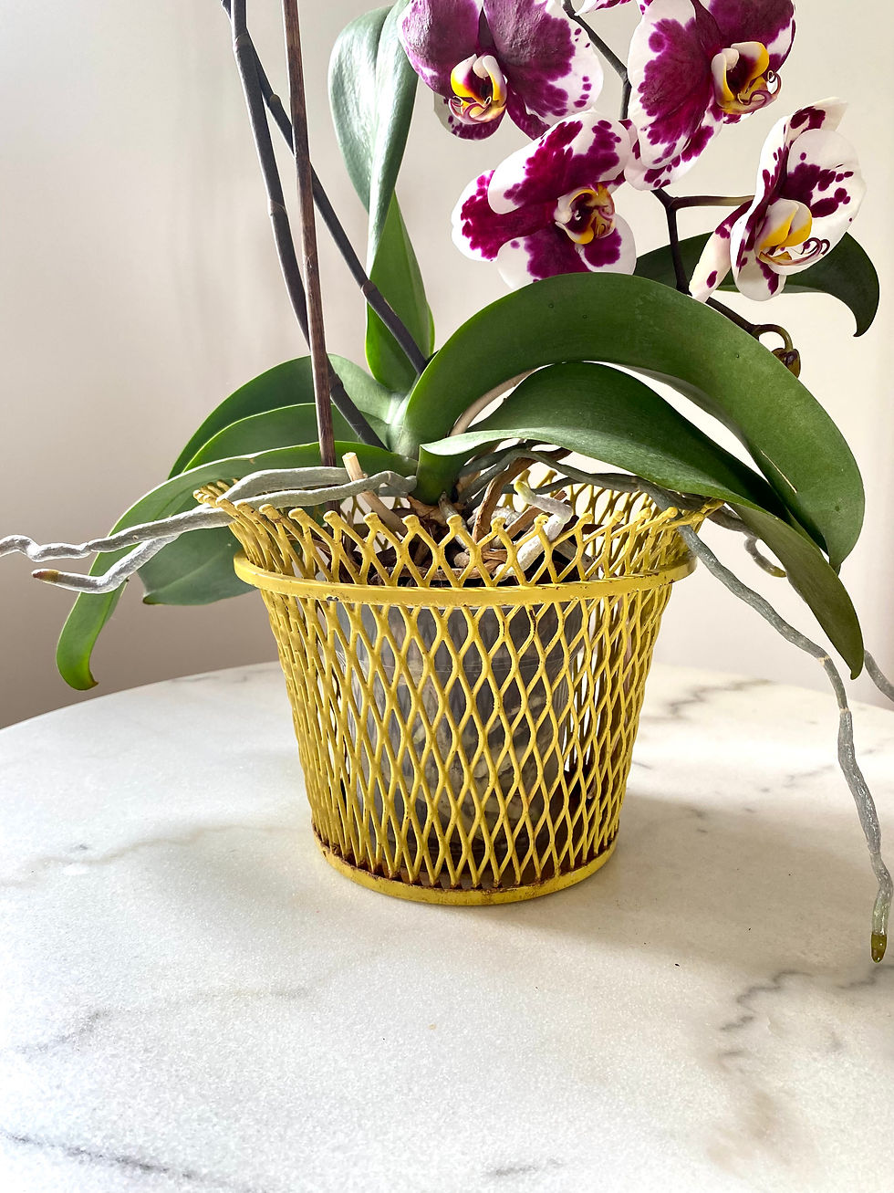 Cache pot de Mathieu Matégot rond en métal jaune, France 1950s