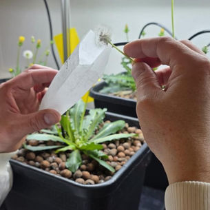QuberTech pioneers new natural rubber source from dandelions
