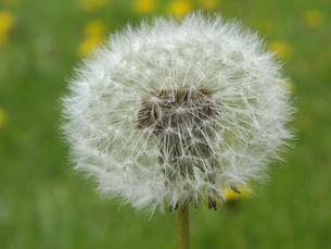 John Innes Centre wins Defra funding for crop innovations