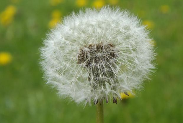 John Innes Centre wins Defra funding for crop innovations