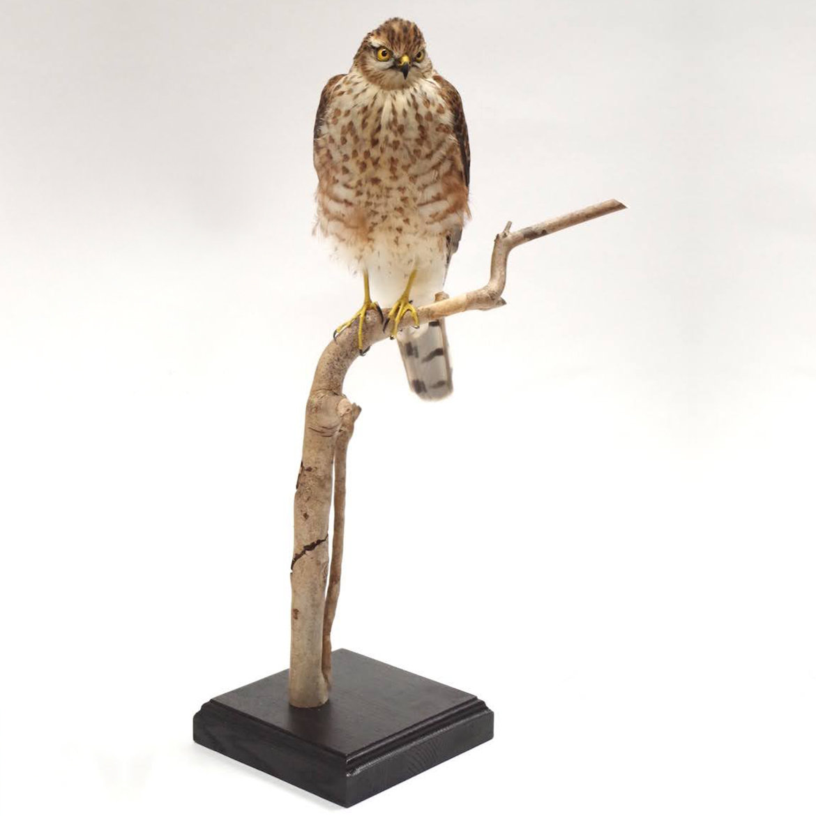 ※けん　ハイタカの剥製(雄成鳥) けん ハイタカの剥製(雄成鳥) ハイタカ (雄，成鳥) 4K