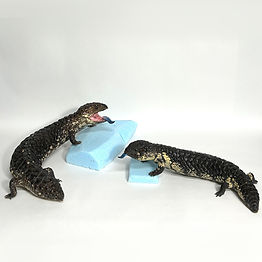 爬虫類の剥製 トカゲ 剥製 No.1 - 頭骨・骨格標本・剥製販売 【Core-Box】