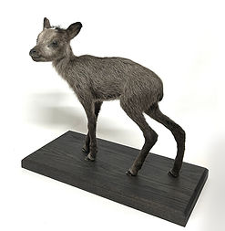 カモシカ　幼獣