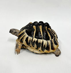 ヘルマンリクガメ 1