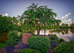 nursery pond 8.jpeg