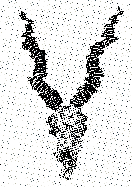 skulldot