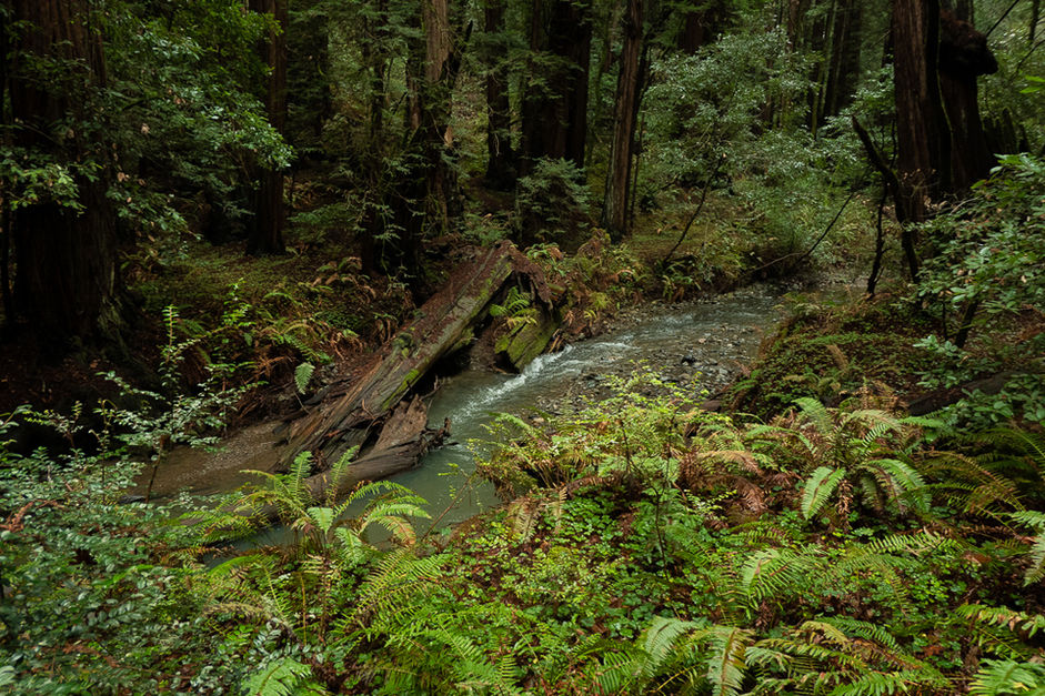 Muir Wood National Forest