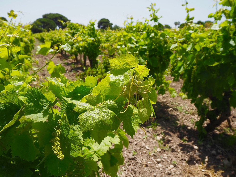 marsala-sicily-things-to-do-wine-tasting-1