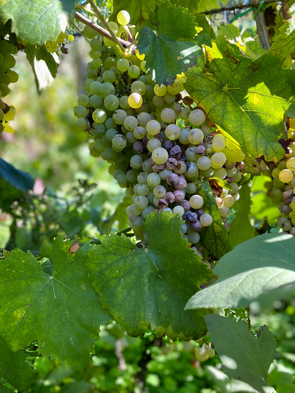 sicily-grape-harvest-2